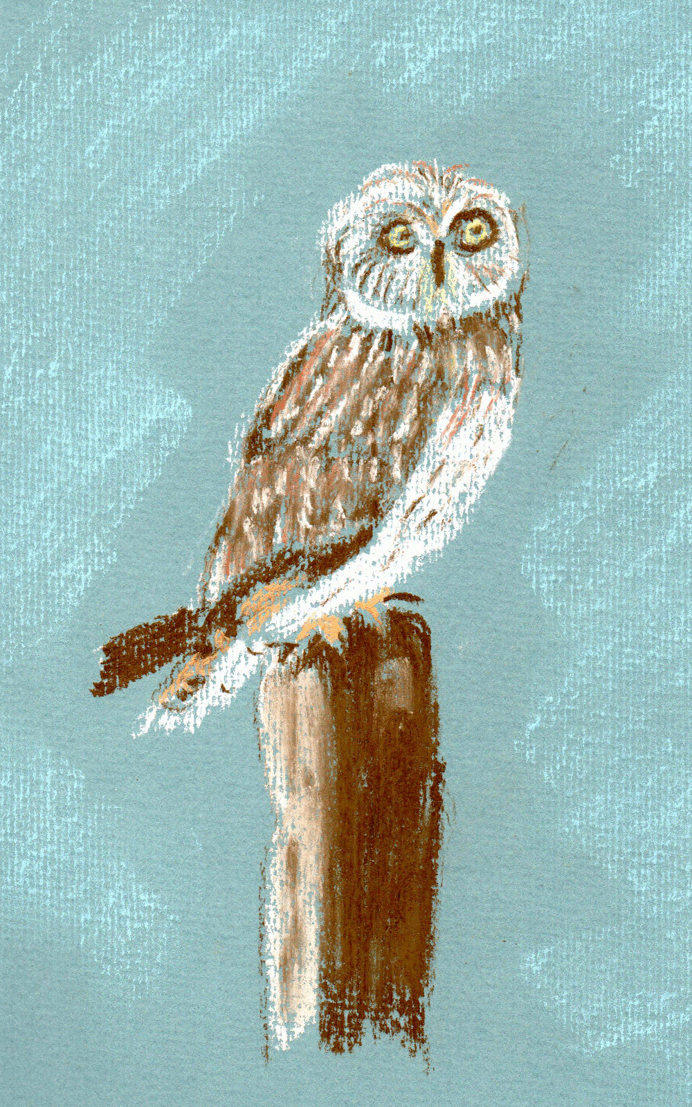 Owl