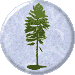 Silver Fir